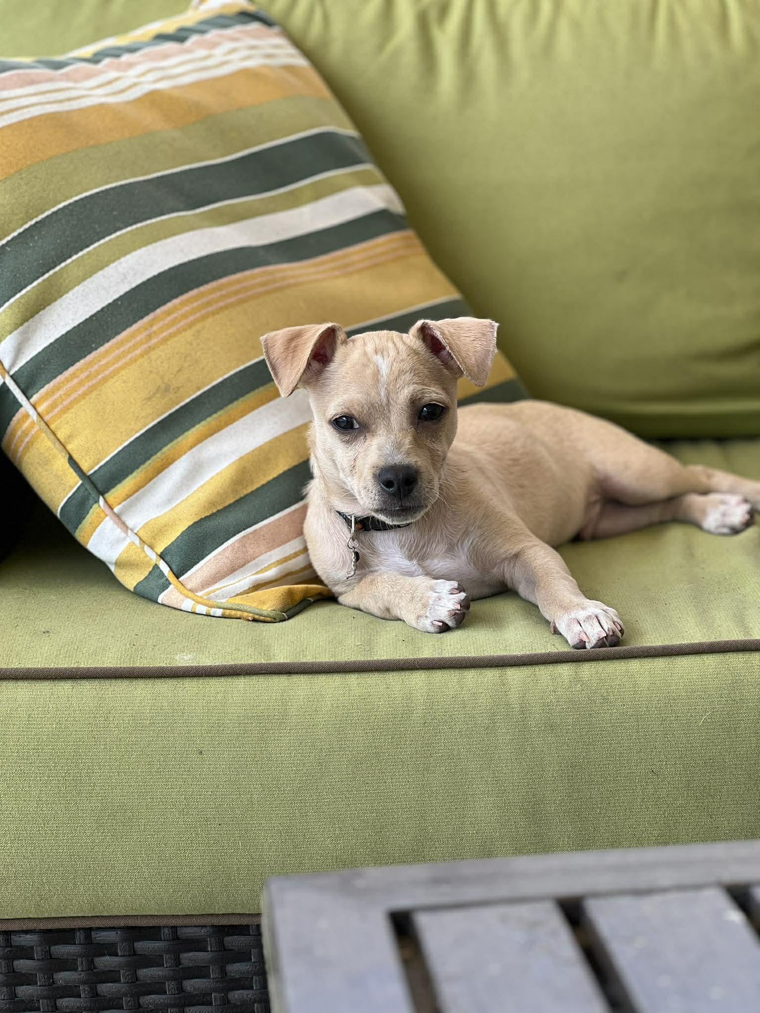 Enlarge Tucker, a ADOPTABLE Chihuahua in Blue Bell, PA image 2/6