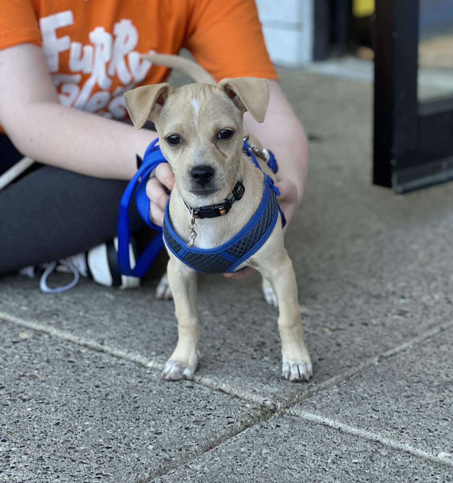 Enlarge Tucker, a ADOPTABLE Chihuahua in Blue Bell, PA image 6/6