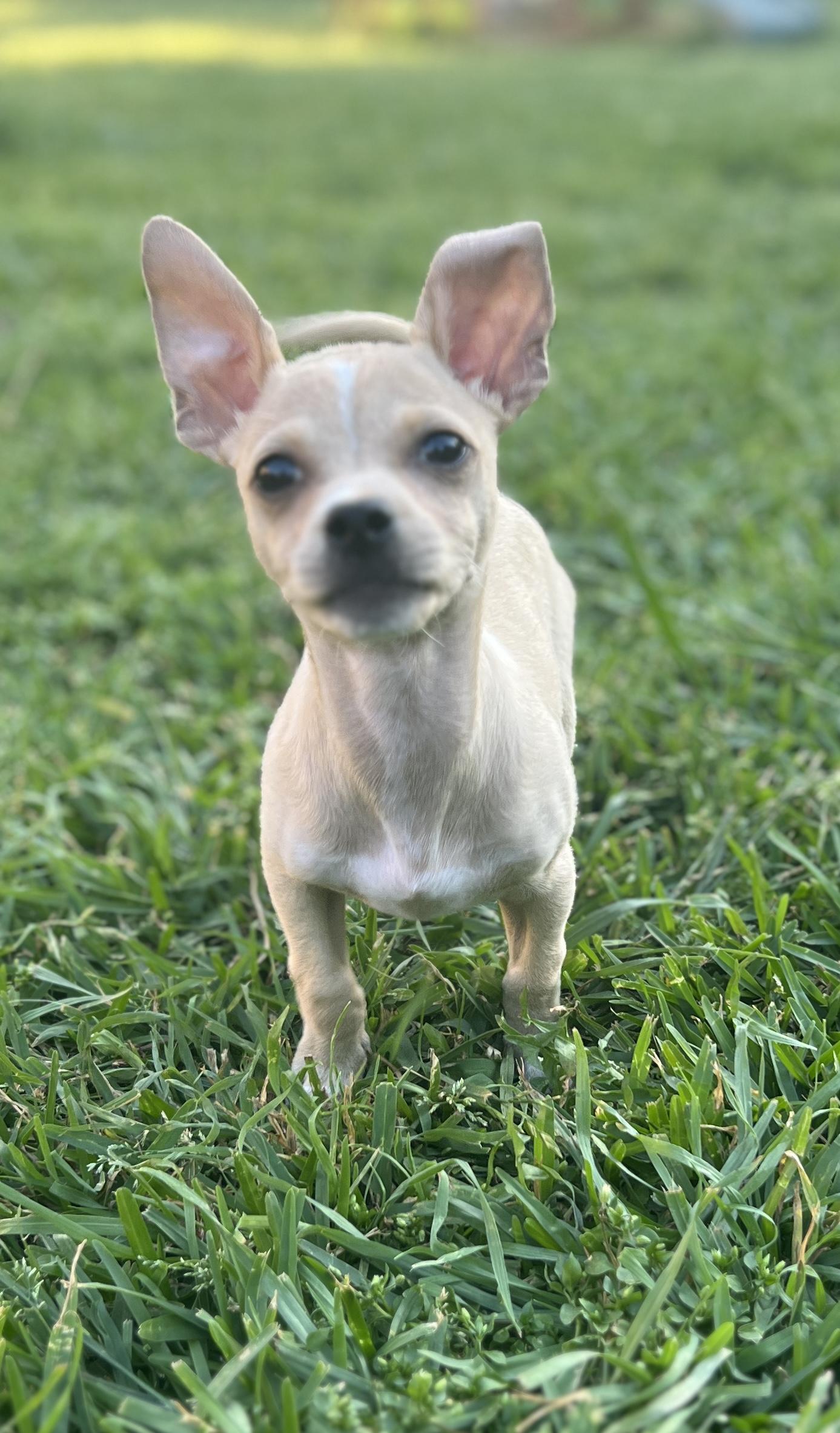 Enlarge Tucker, a ADOPTABLE Chihuahua in Blue Bell, PA image 4/6