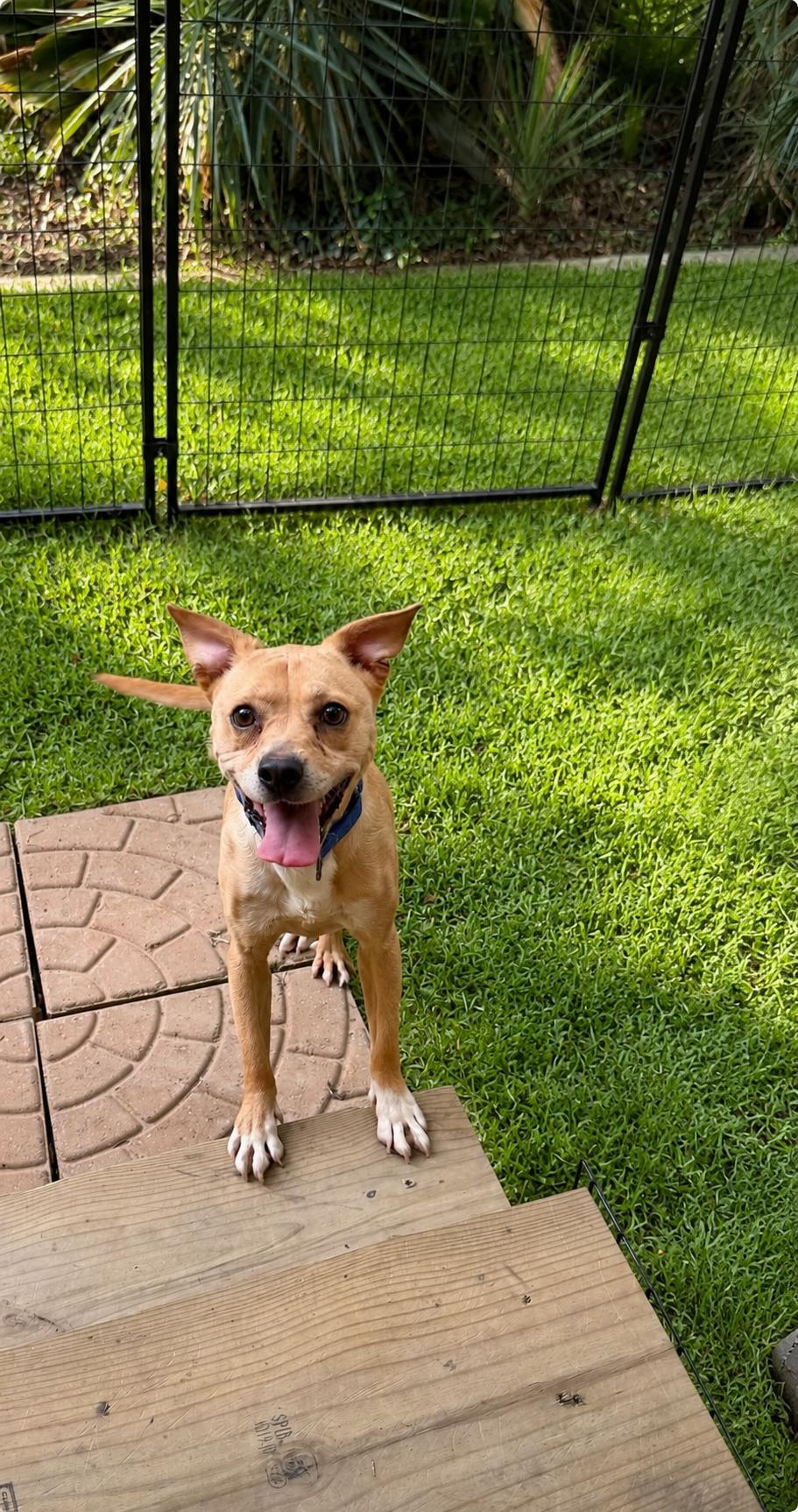Drake, Adopted, Adult Male Labrador Retriever.