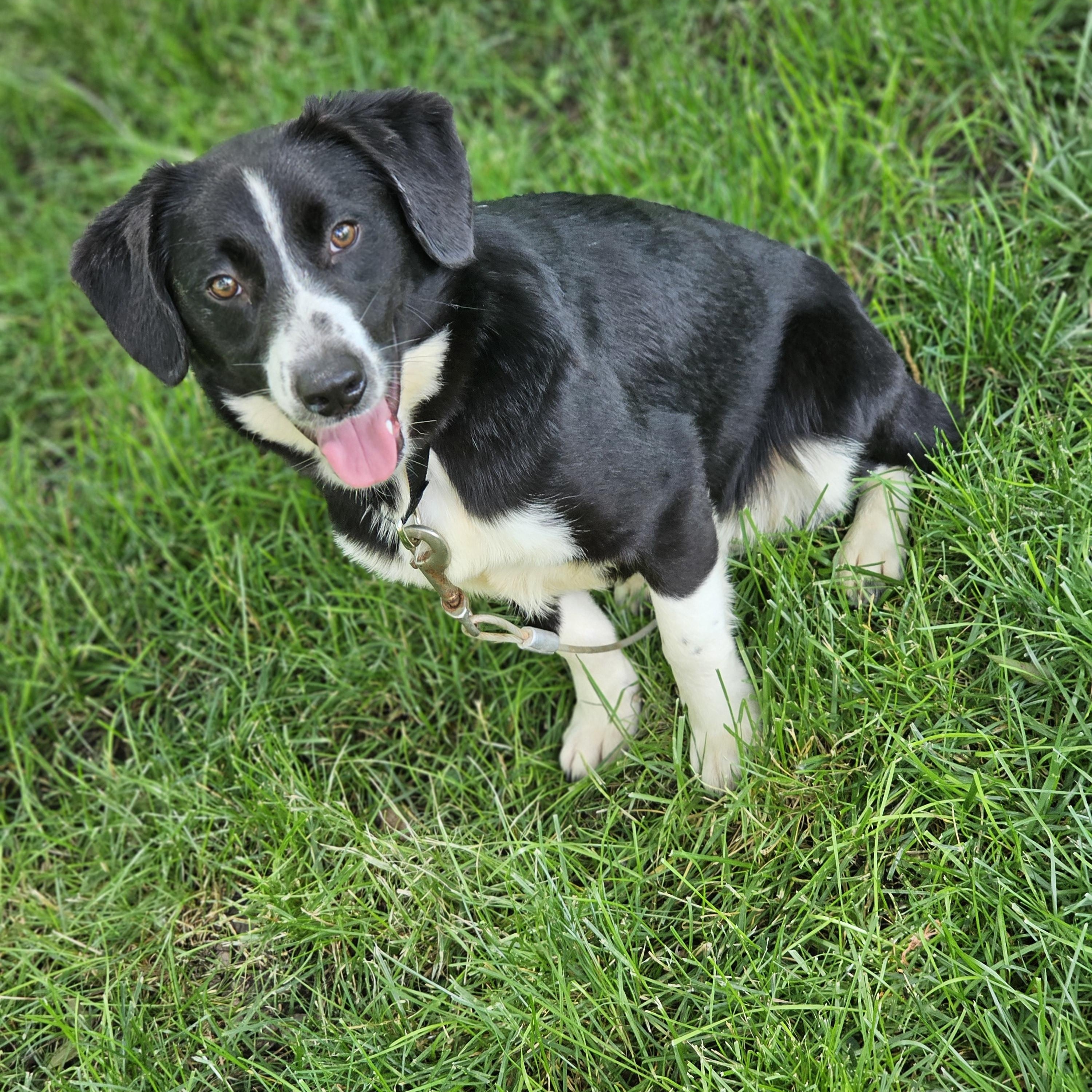 Petey So il, a Adoptable mixed breed in MURPHYSBORO , IL image 2/6