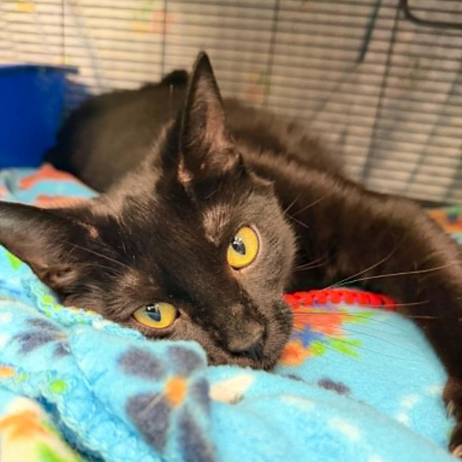 Gronckle, adoptable, Adult Male Domestic Short Hair.
