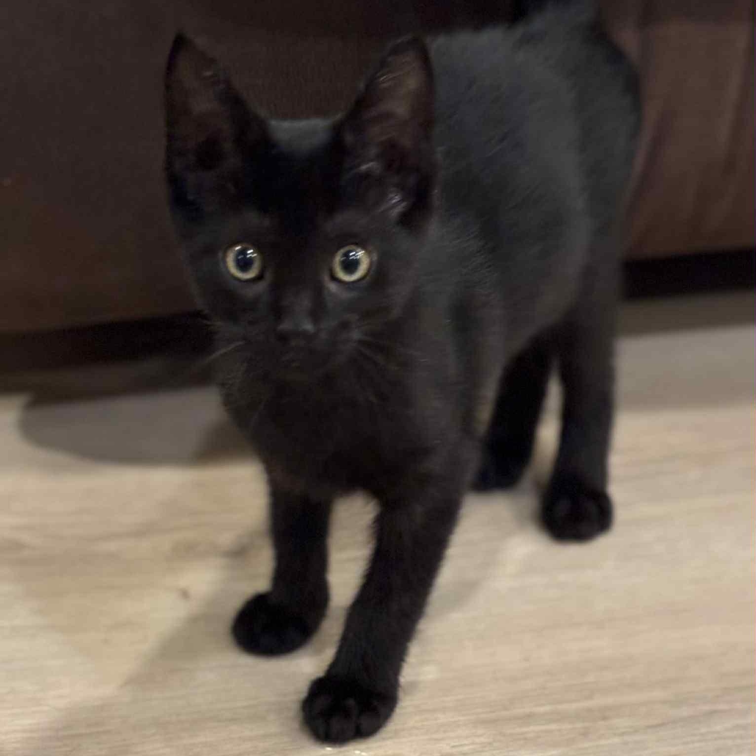 Enlarge Gronckle, an adoptable Domestic Short Hair in Martinsville, IN image 2/2