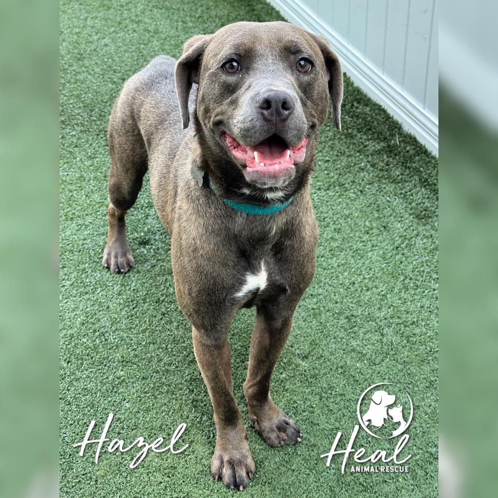 Enlarge Hazel, a Adoptable mixed breed in Youngwood, PA image 1/4