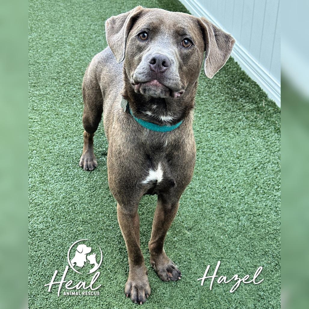 Enlarge Hazel, a Adoptable mixed breed in Youngwood, PA image 2/4