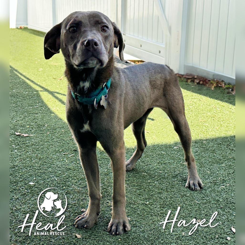 Enlarge Hazel, a Adoptable mixed breed in Youngwood, PA image 1/2