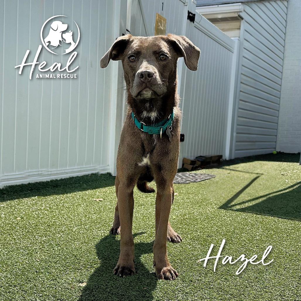 Enlarge Hazel, a Adoptable mixed breed in Youngwood, PA image 2/2