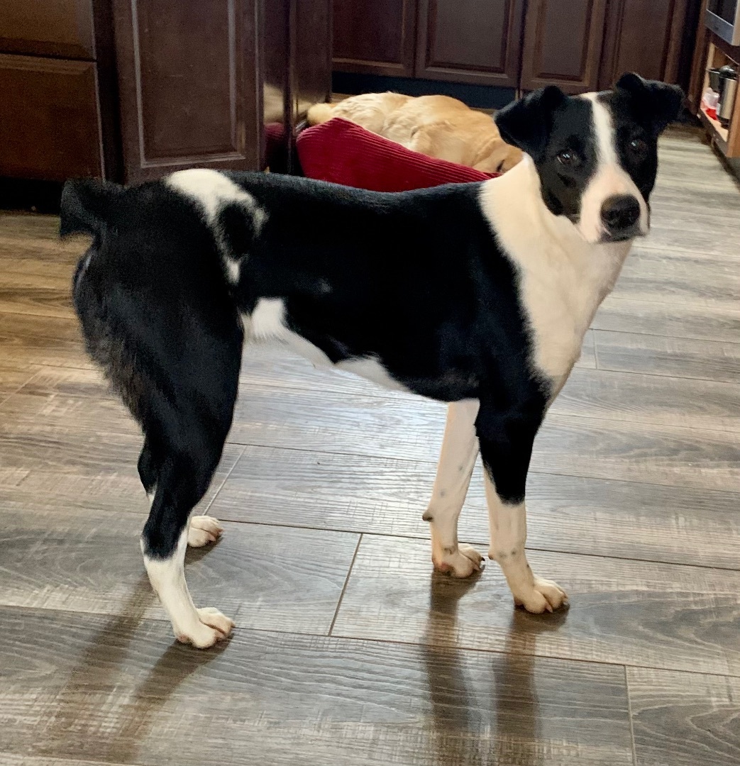 Almond Joy, Adoptable, Young Female Australian Shepherd.