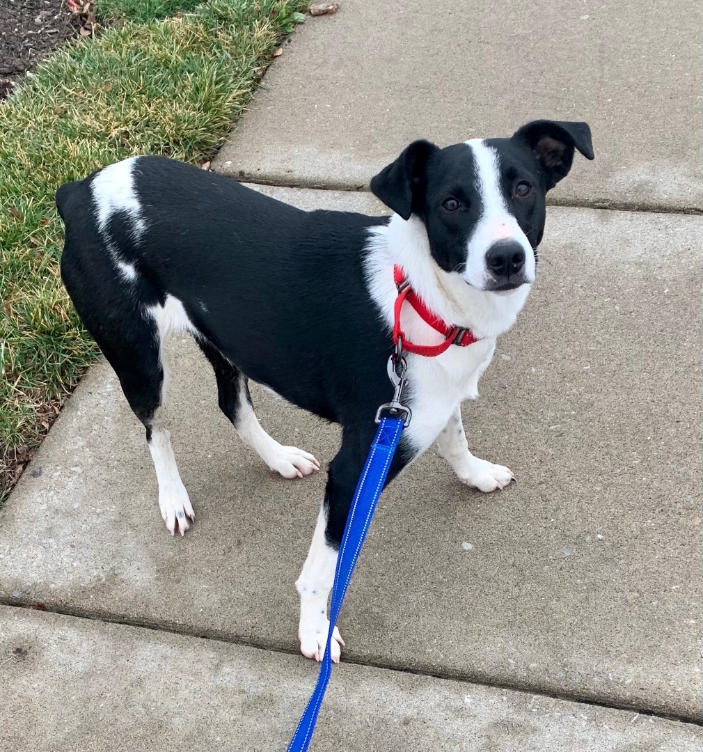 Almond Joy, a Adoptable mixed breed in Washington, MO image 2/6