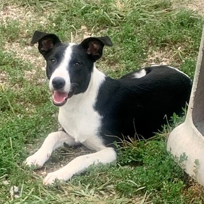 Almond Joy, a Adoptable mixed breed in Washington, MO image 3/6