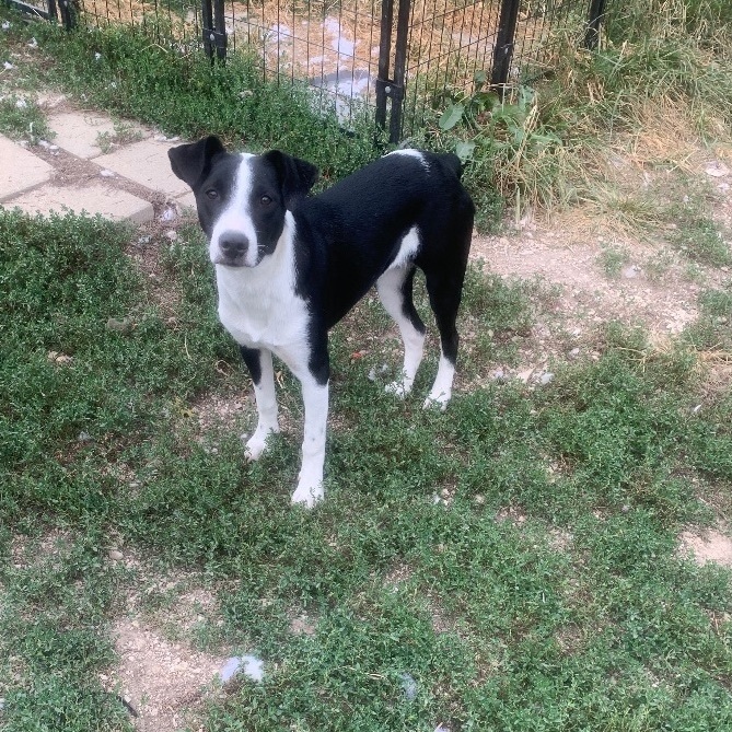 Almond Joy, a Adoptable mixed breed in Washington, MO image 4/6