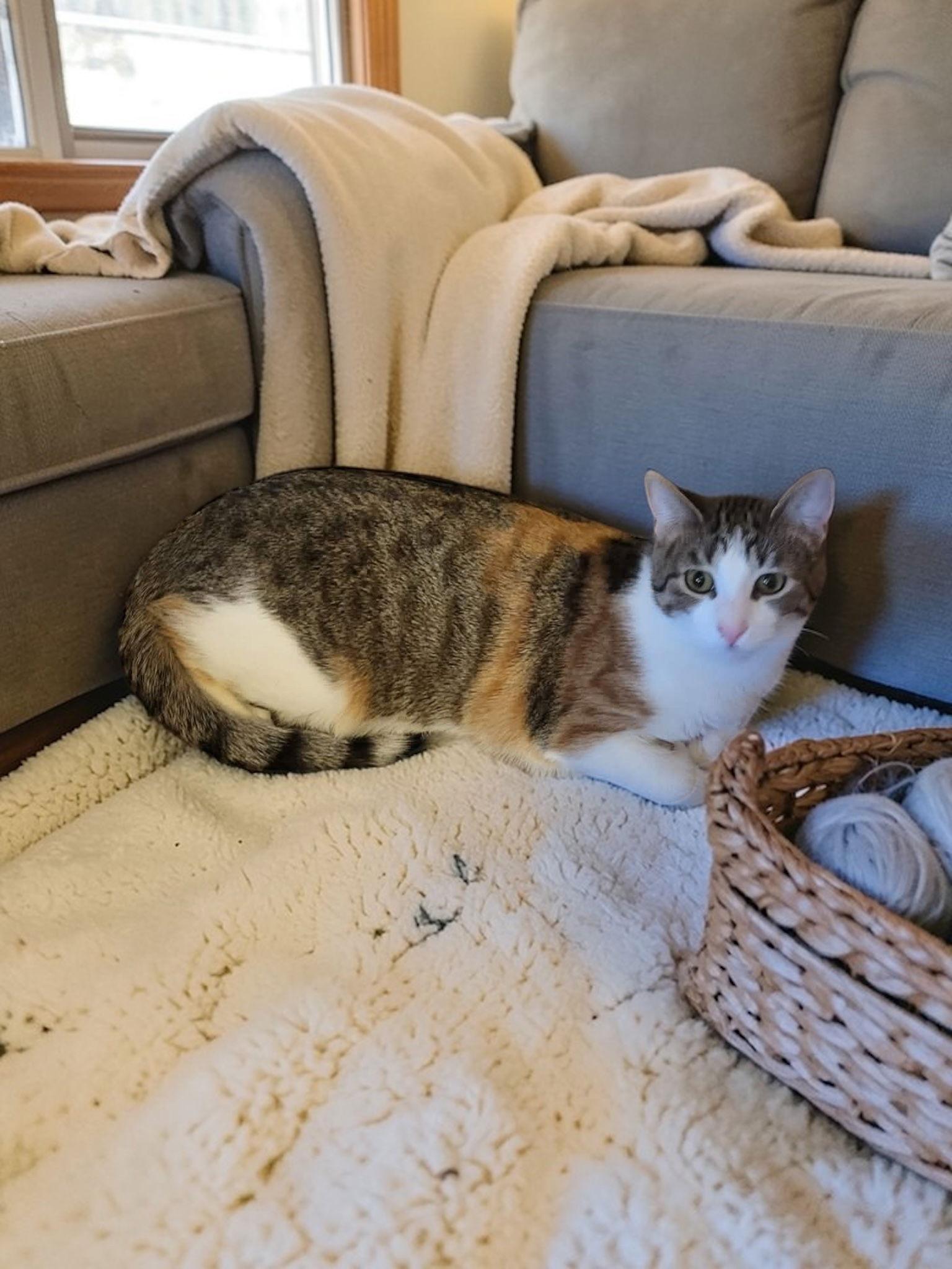 Kitsune, Adoptable, Young Female Domestic Short Hair.