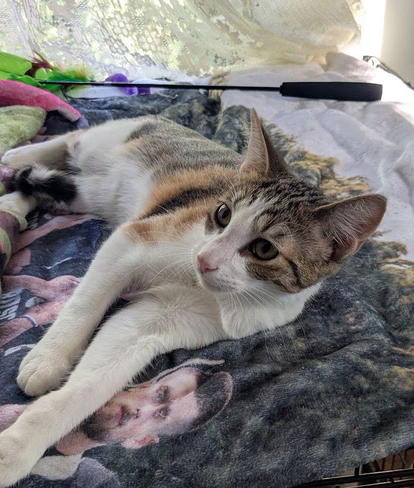 Kitsune, Adoptable, Young Female Domestic Short Hair.