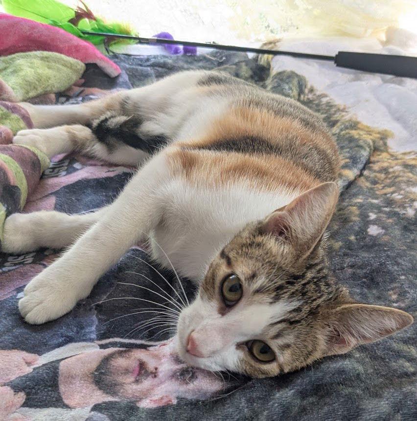 Kitsune, a Adoptable Domestic Short Hair in Champaign, IL image 2/3