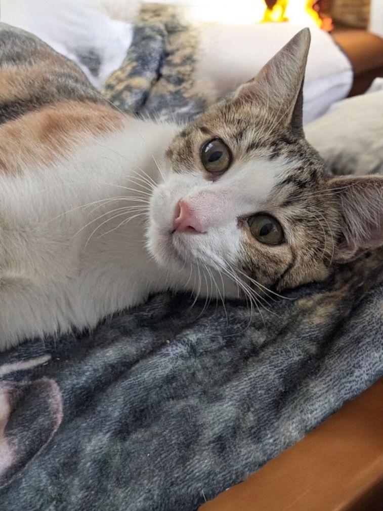 Kitsune, a Adoptable Domestic Short Hair in Champaign, IL image 3/3