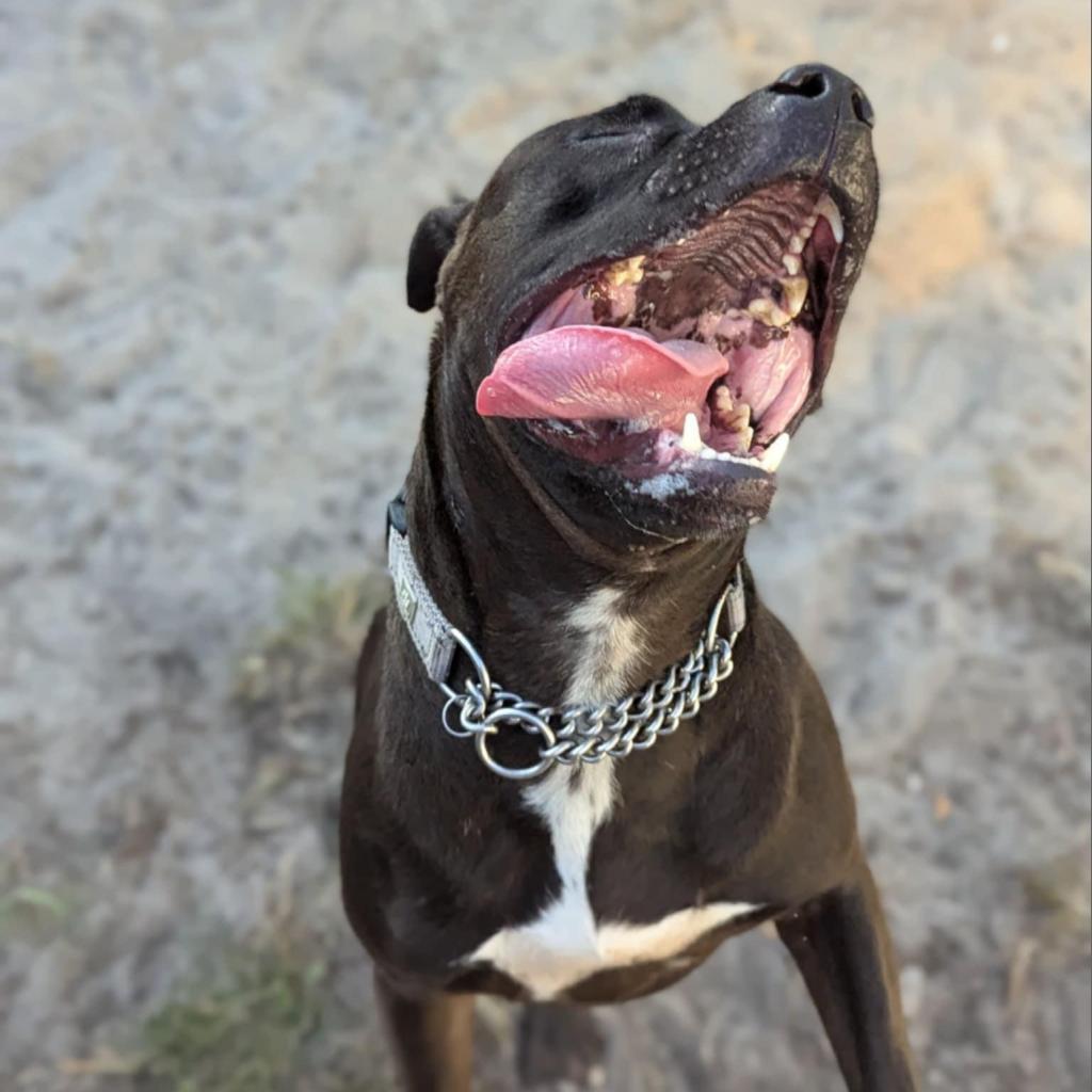 Domino, a Adoptable Mixed Breed in Savannah, GA image 1/6