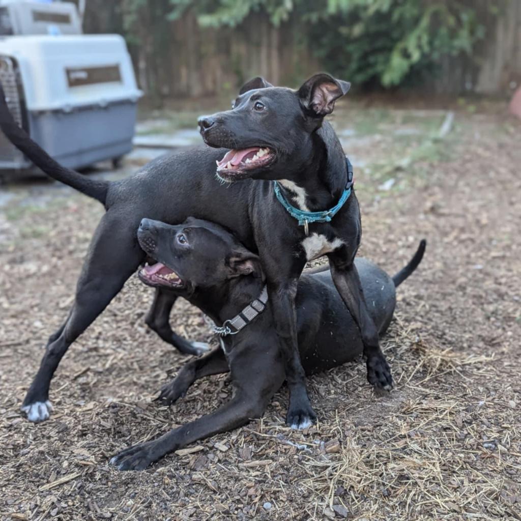 Domino, a Adoptable Mixed Breed in Savannah, GA image 2/6