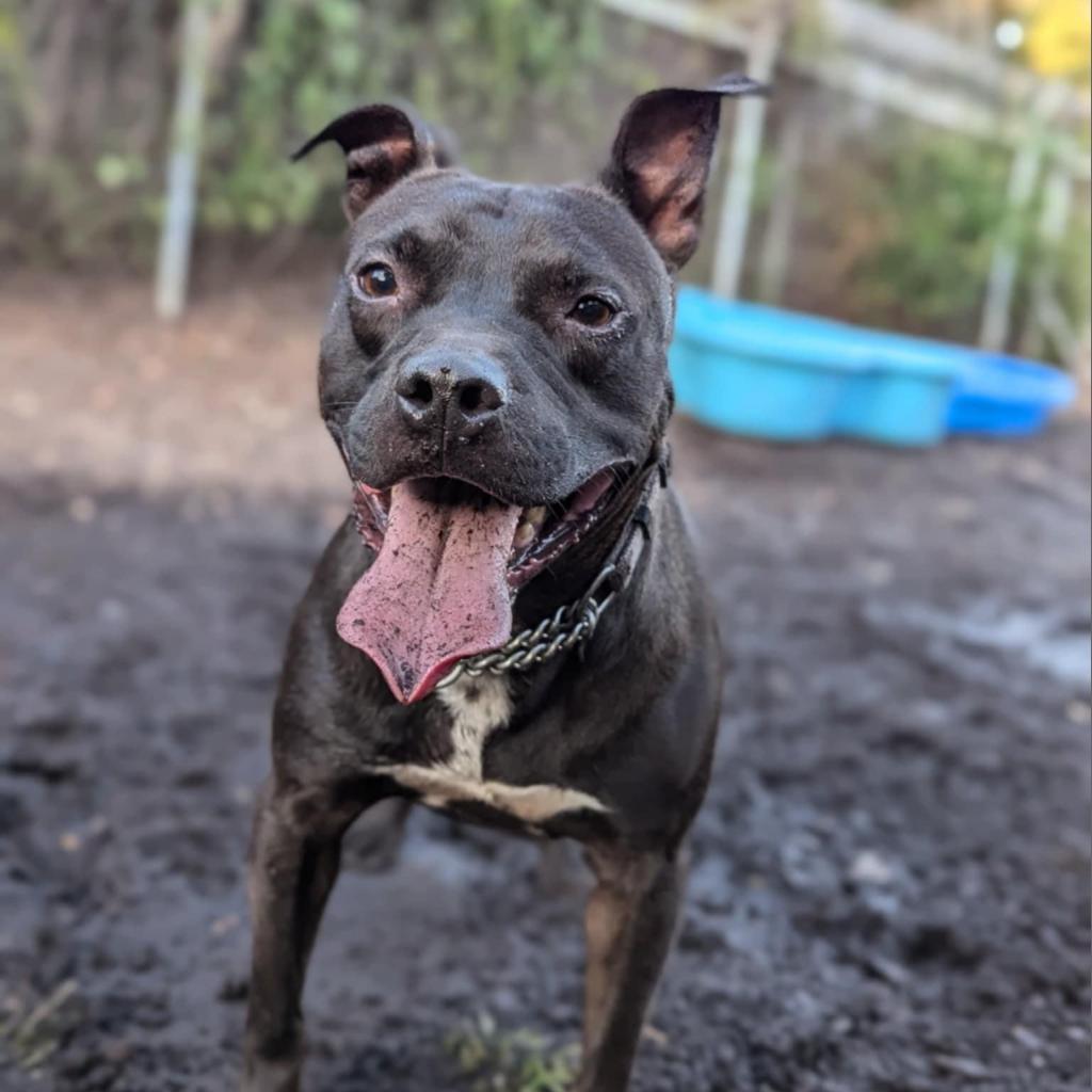 Domino, a Adoptable Mixed Breed in Savannah, GA image 3/6