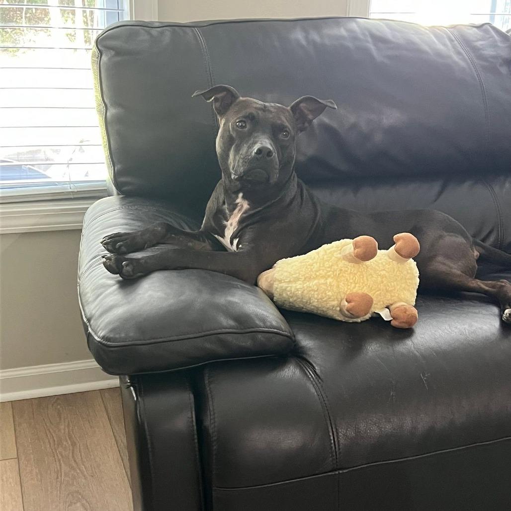 Domino, a Adoptable Mixed Breed in Savannah, GA image 4/6