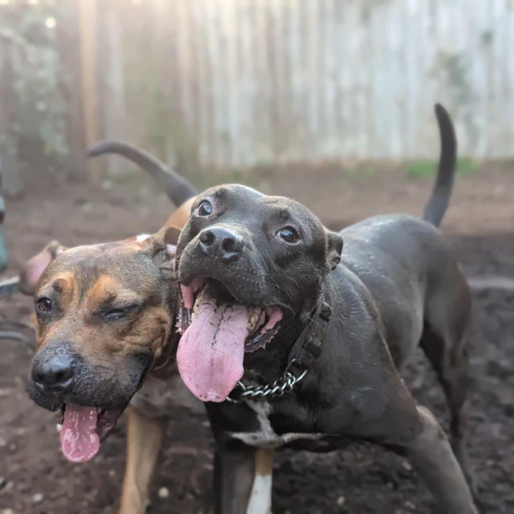 Domino, a Adoptable Mixed Breed in Savannah, GA image 6/6