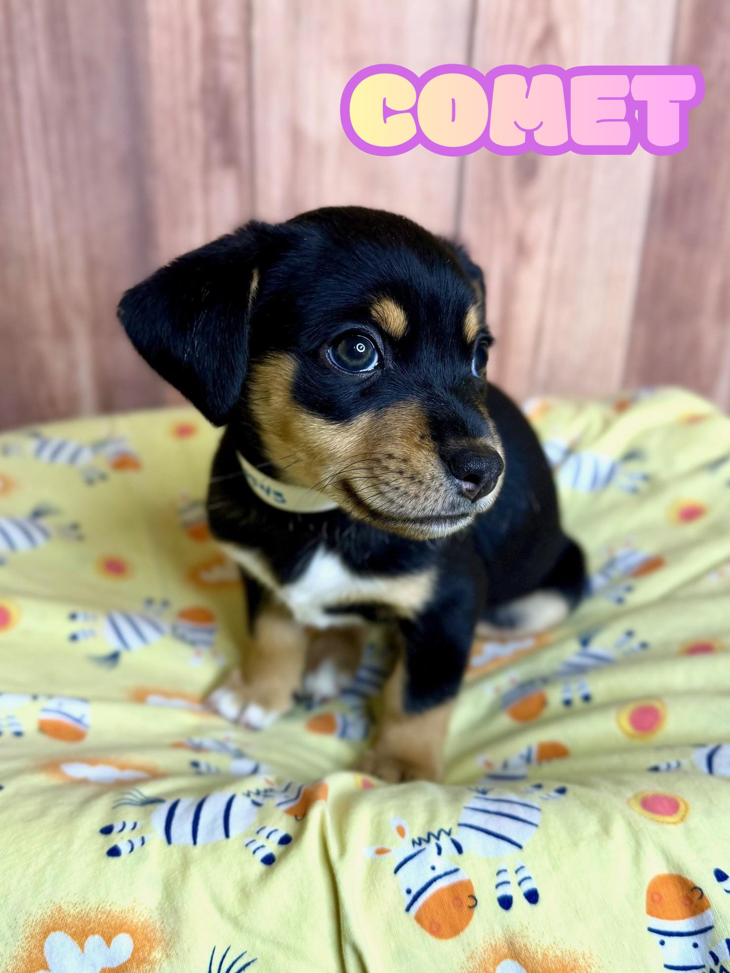 Enlarge Comet, an adopted Chiweenie in Comfort, TX image 1/1