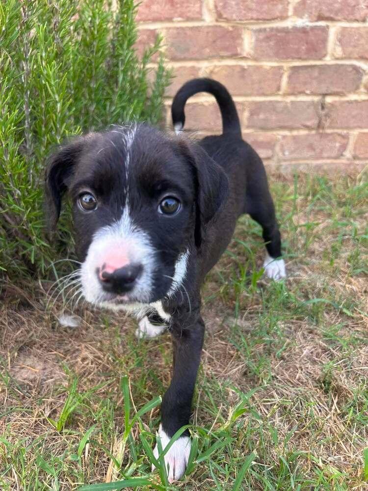 Bizkit, Adoptable, Puppy Male Mixed Breed.