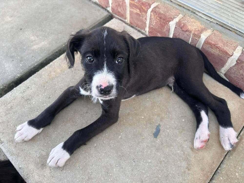 Enlarge Bizkit, a Adoptable mixed breed in Statesboro, GA image 2/3