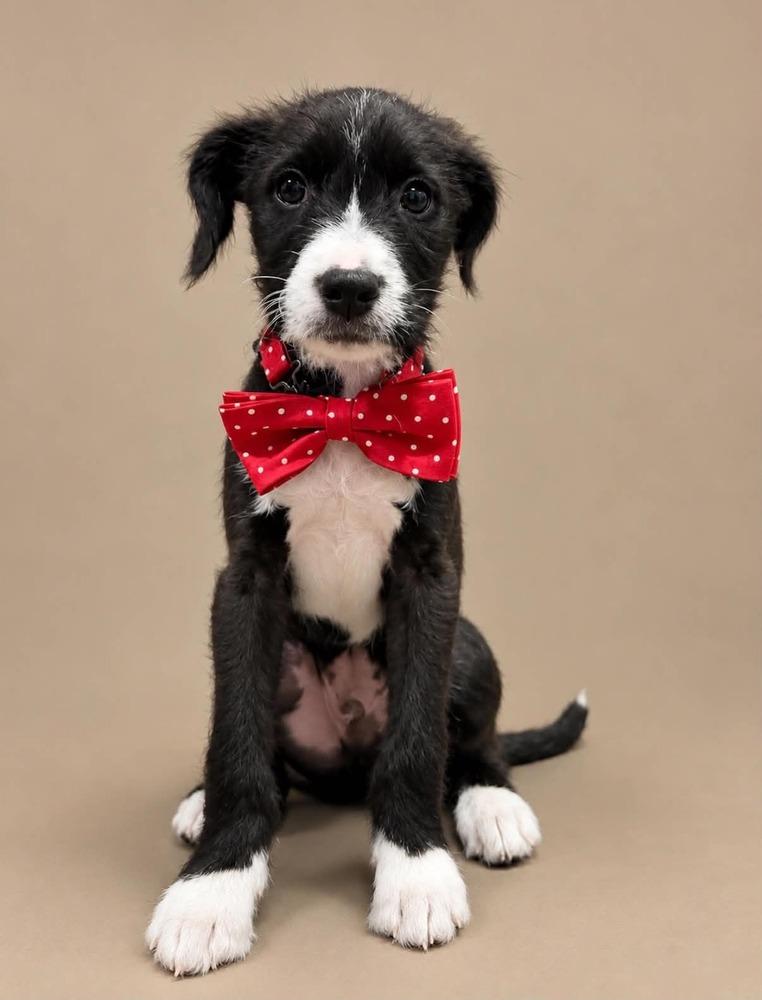 Enlarge Bizkit, a Adoptable mixed breed in Statesboro, GA image 3/3