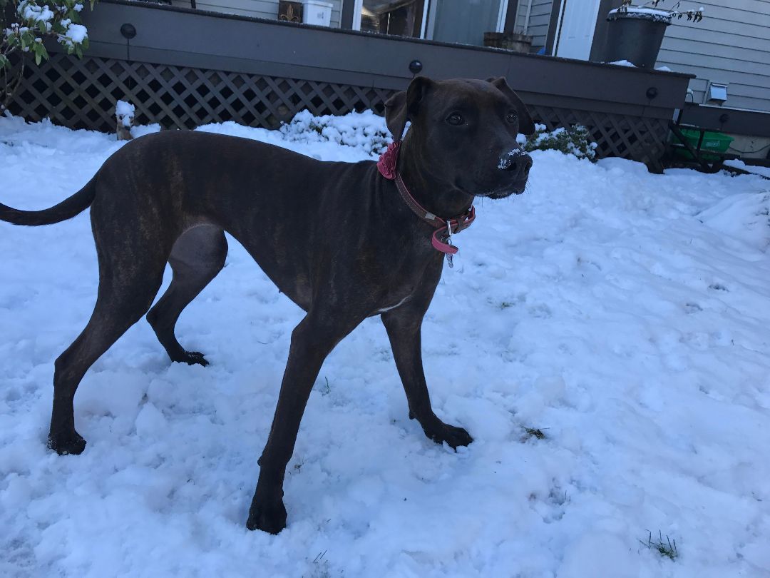 Shelby, a Adoptable mixed breed in North Vancouver, BC image 1/8