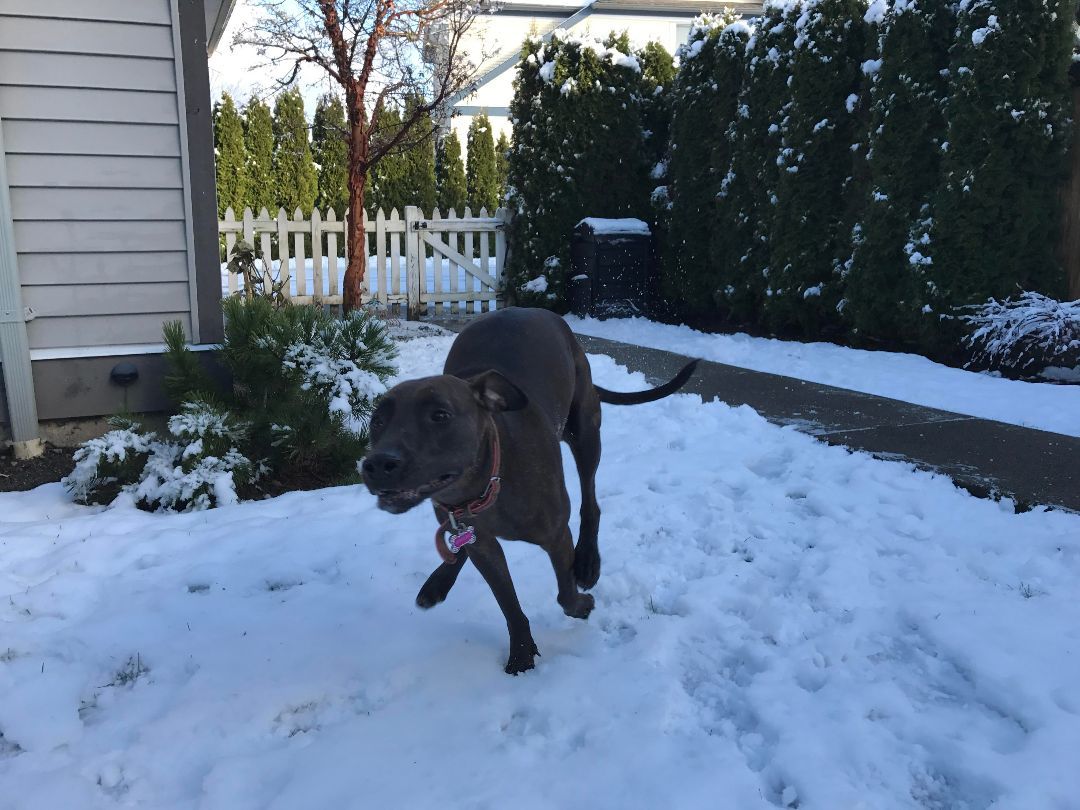 Shelby, a Adoptable mixed breed in North Vancouver, BC image 2/8