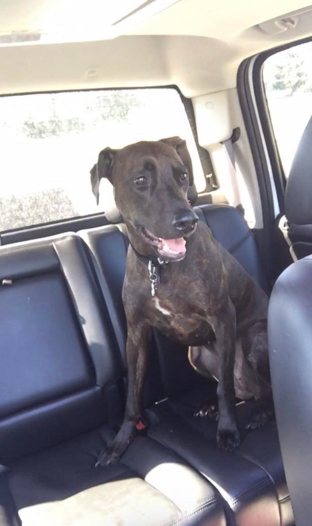 Shelby, a Adoptable mixed breed in North Vancouver, BC image 3/8