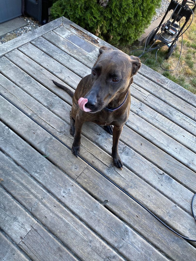 Shelby, a Adoptable mixed breed in North Vancouver, BC image 4/8