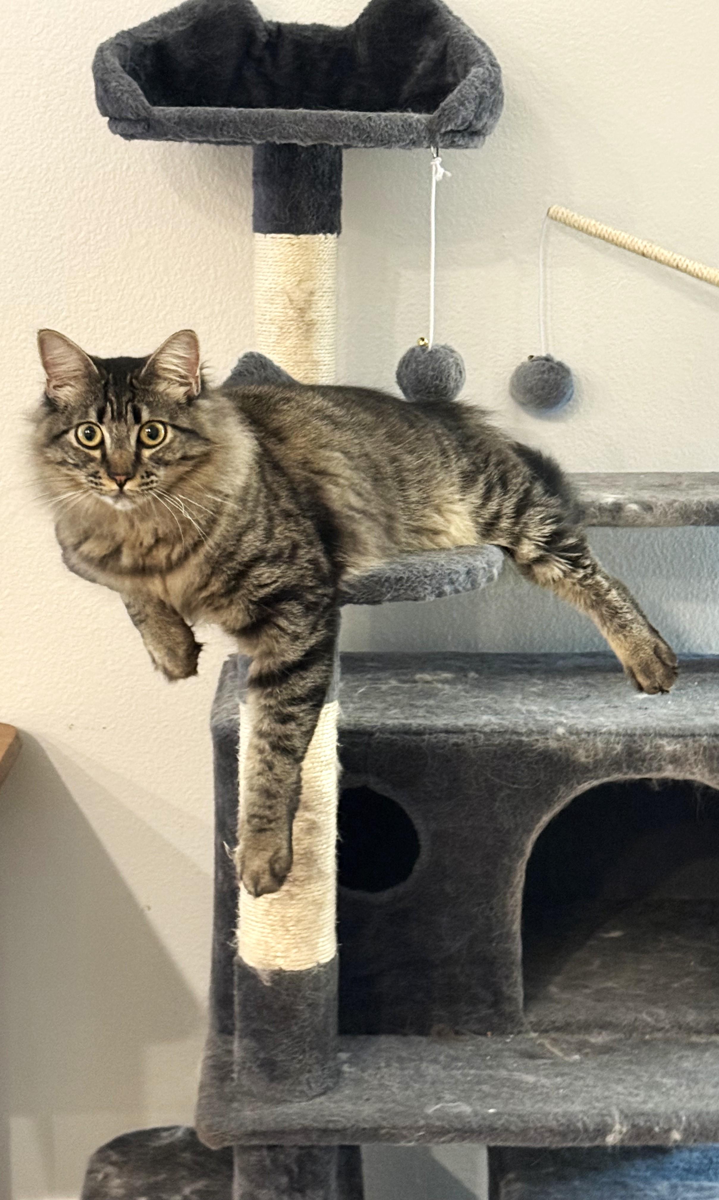 Enlarge Tootsie, an adopted Domestic Medium Hair in Chico, CA image 5/6