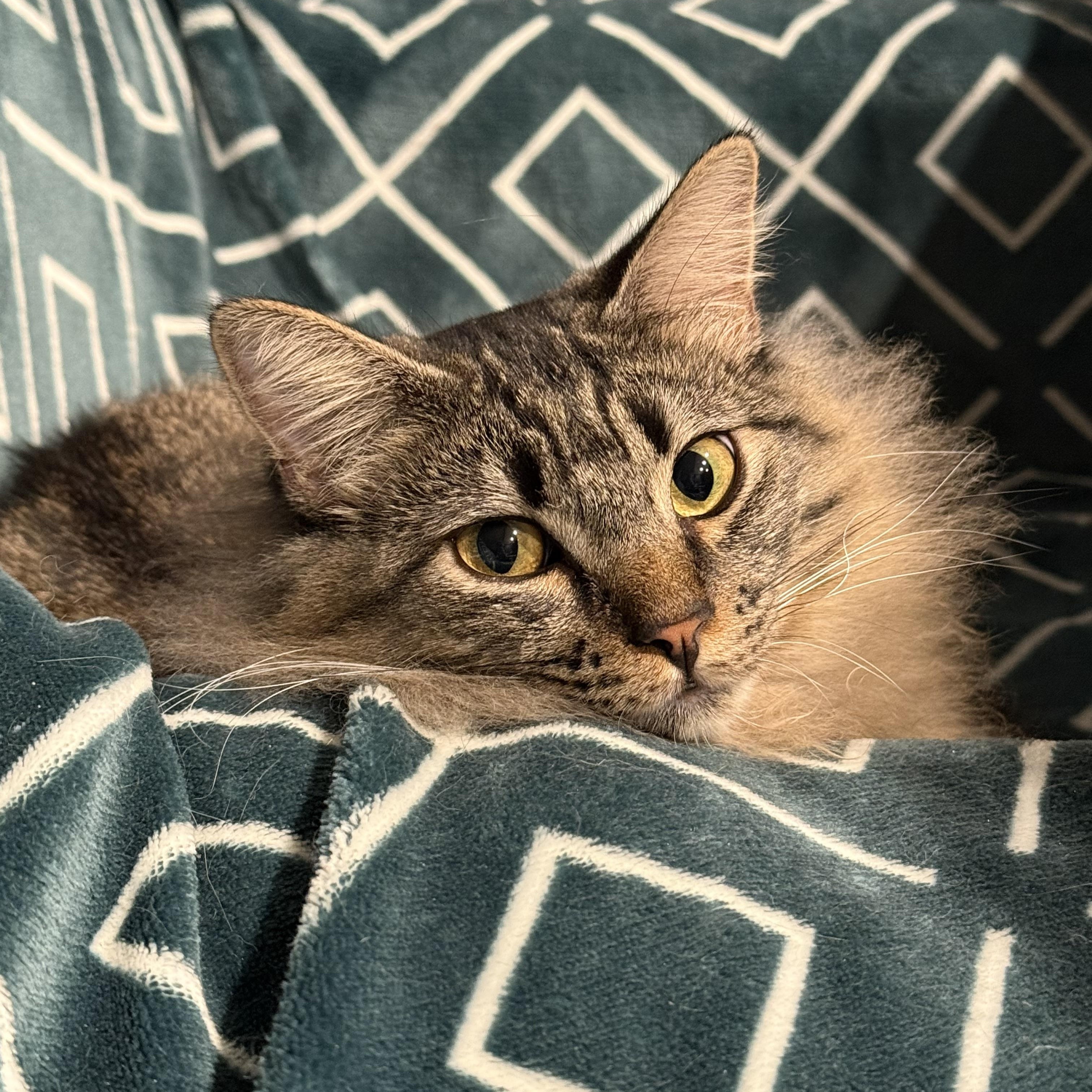 Enlarge Tootsie, an adopted Domestic Medium Hair in Chico, CA image 3/6