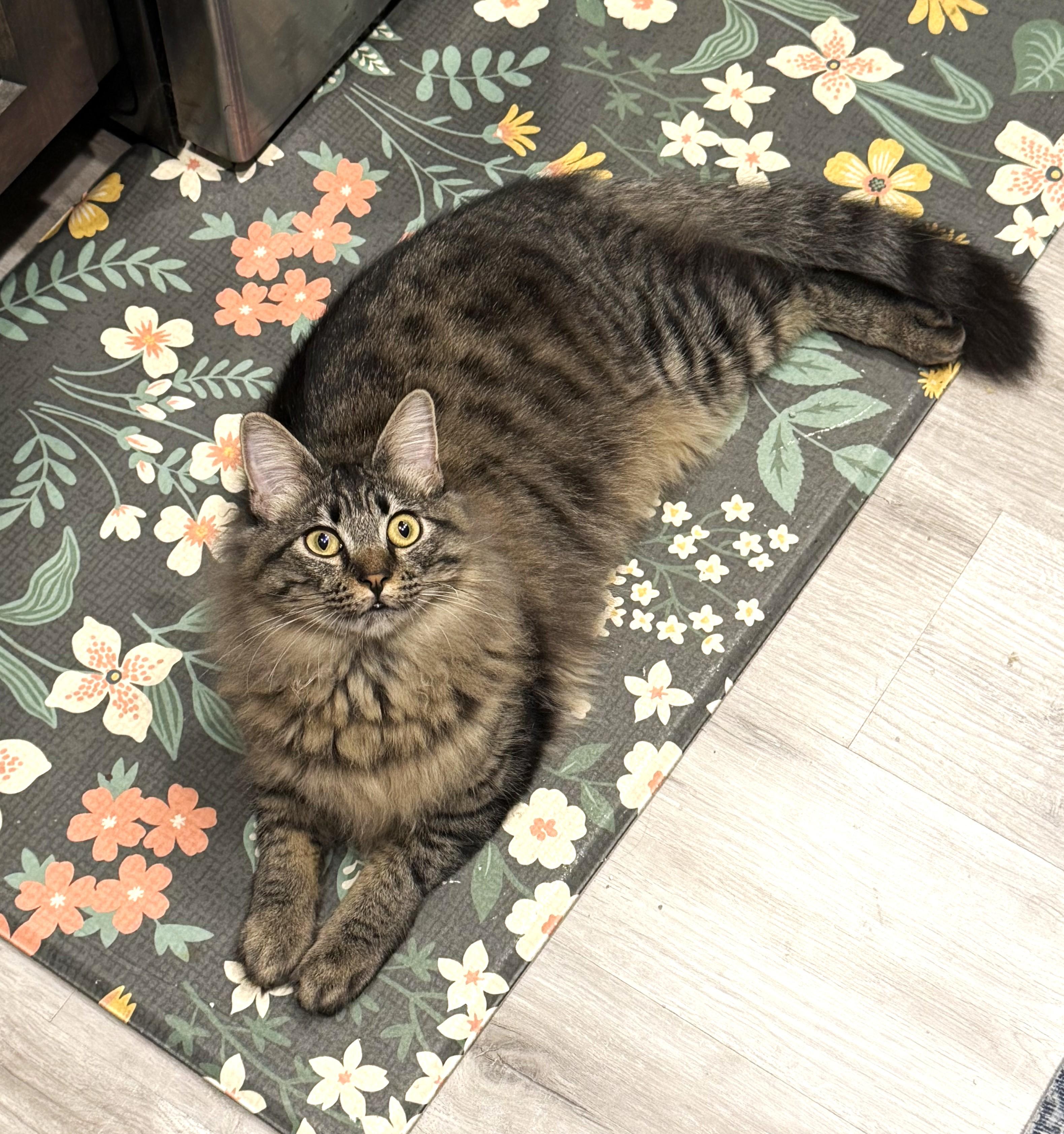 Enlarge Tootsie, an adopted Domestic Medium Hair in Chico, CA image 4/6