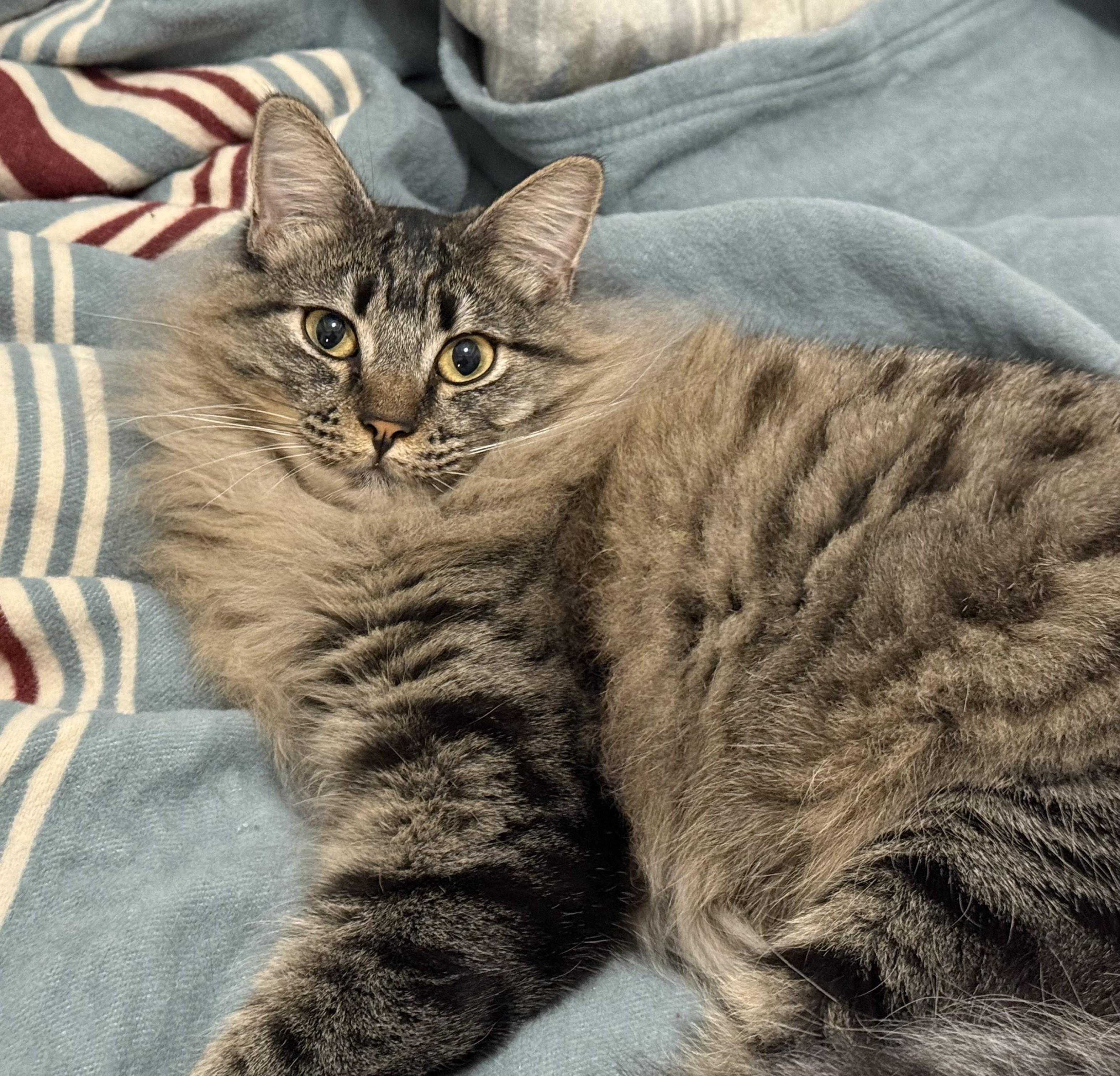 Enlarge Tootsie, an adopted Domestic Medium Hair in Chico, CA image 1/6