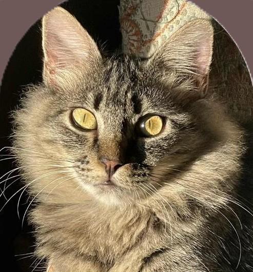 Enlarge Tootsie, a ADOPTABLE Domestic Medium Hair in Chico, CA image 1/1