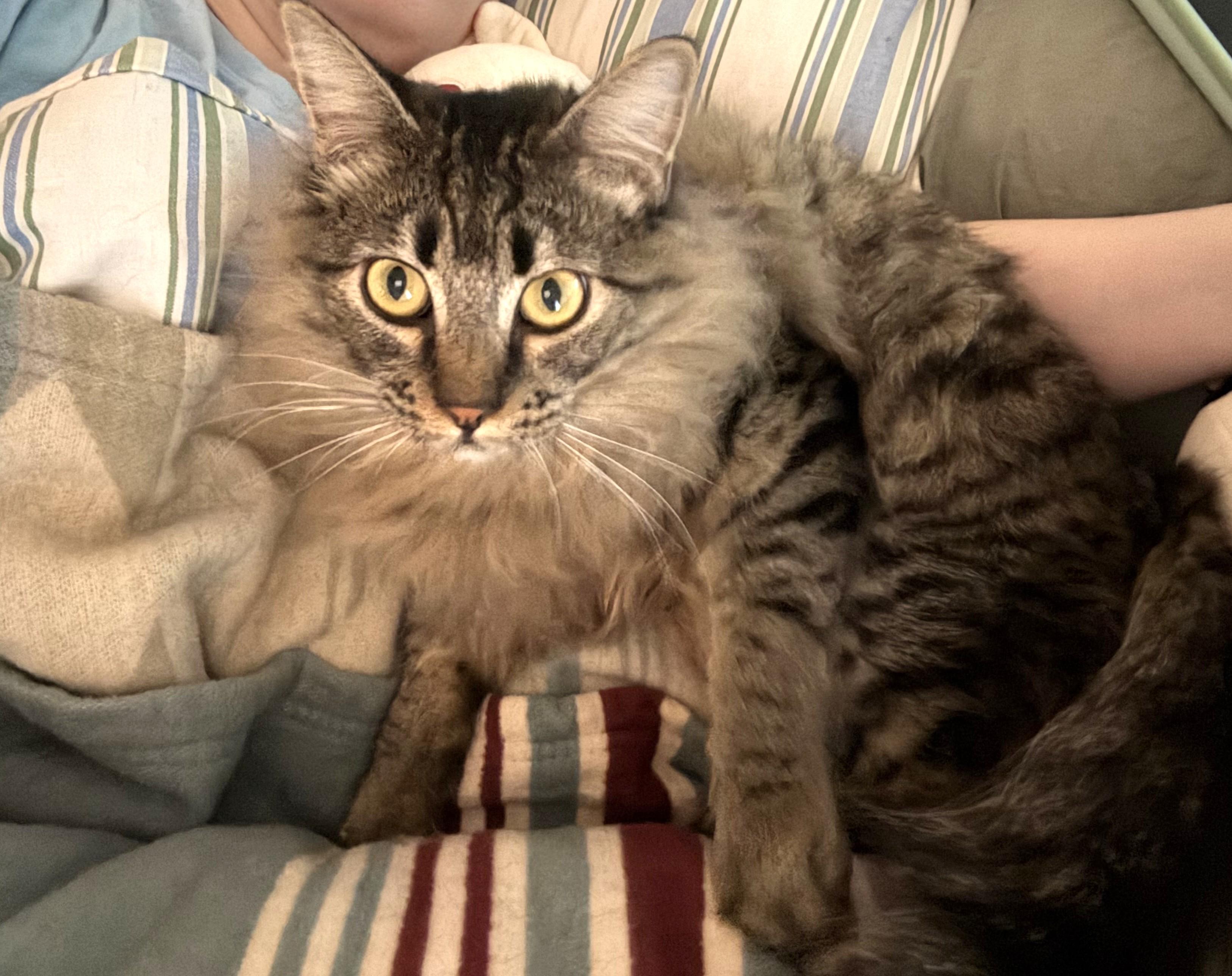 Enlarge Tootsie, an adopted Domestic Medium Hair in Chico, CA image 6/6