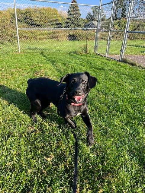 BELLA, an adoptable Labrador Retriever in Ironwood, MI, 49938 | Photo Image 2