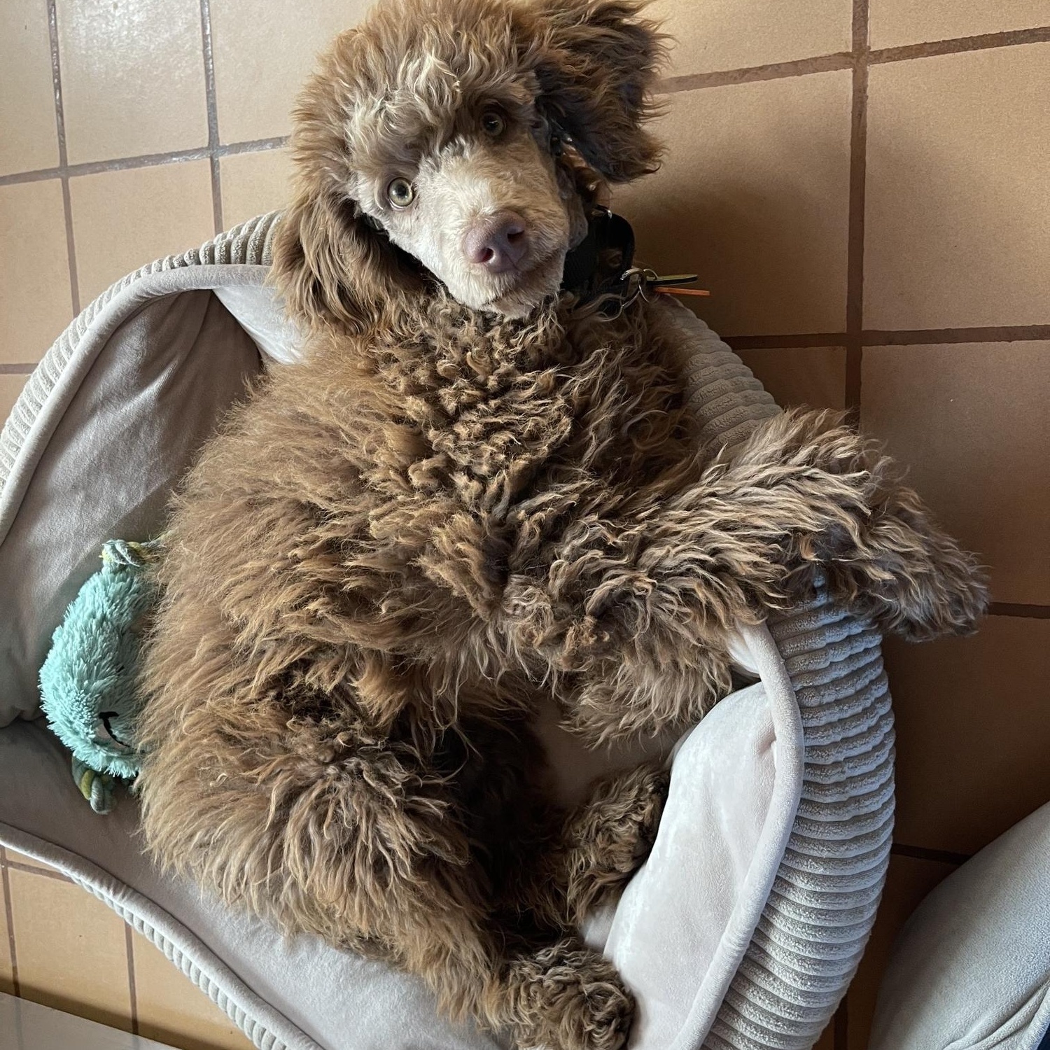 Enlarge Chia, an adopted Standard Poodle in Clarksburg, MD image 3/5