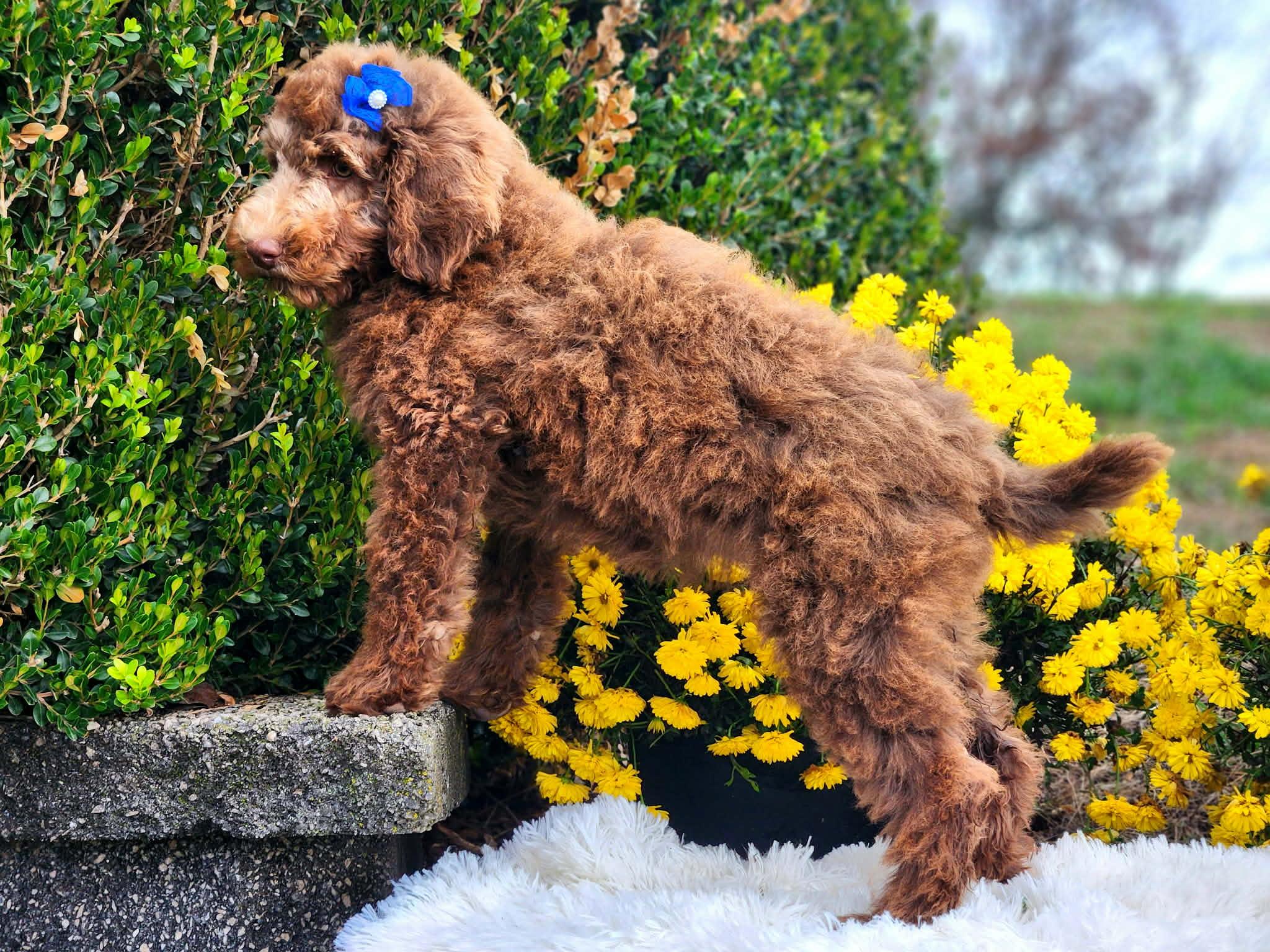 Chia, ADOPTABLE, Puppy Female Standard Poodle.