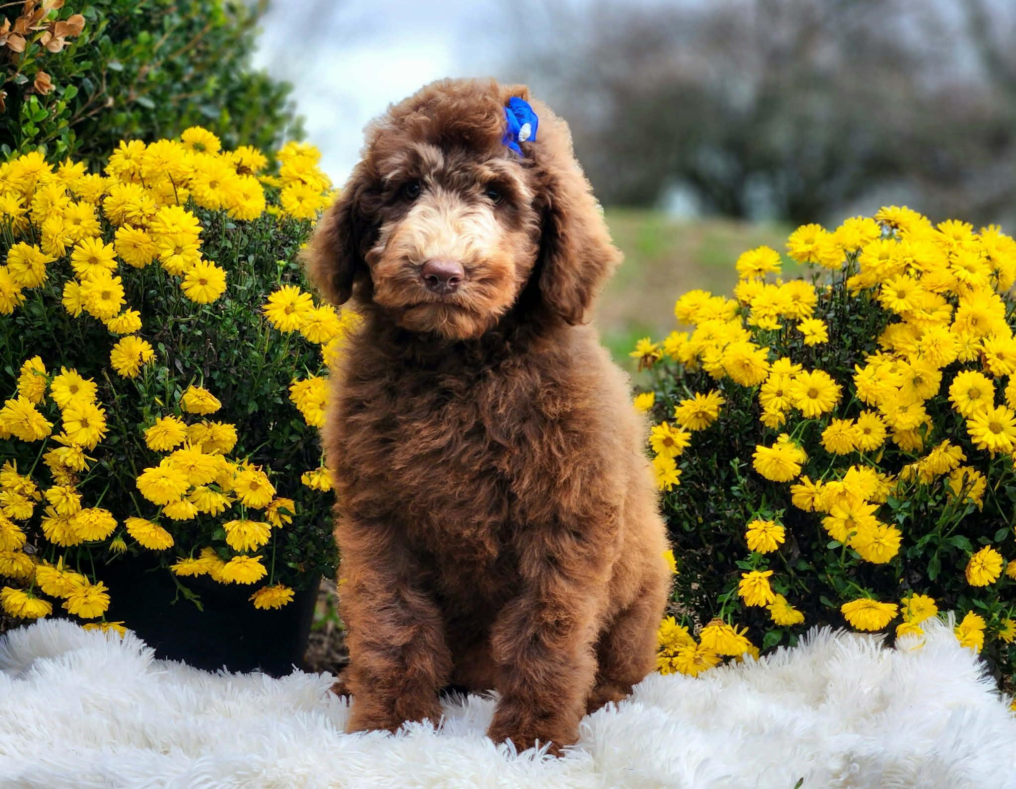Enlarge Chia, a ADOPTABLE Standard Poodle in Catlettsburg, KY image 2/2