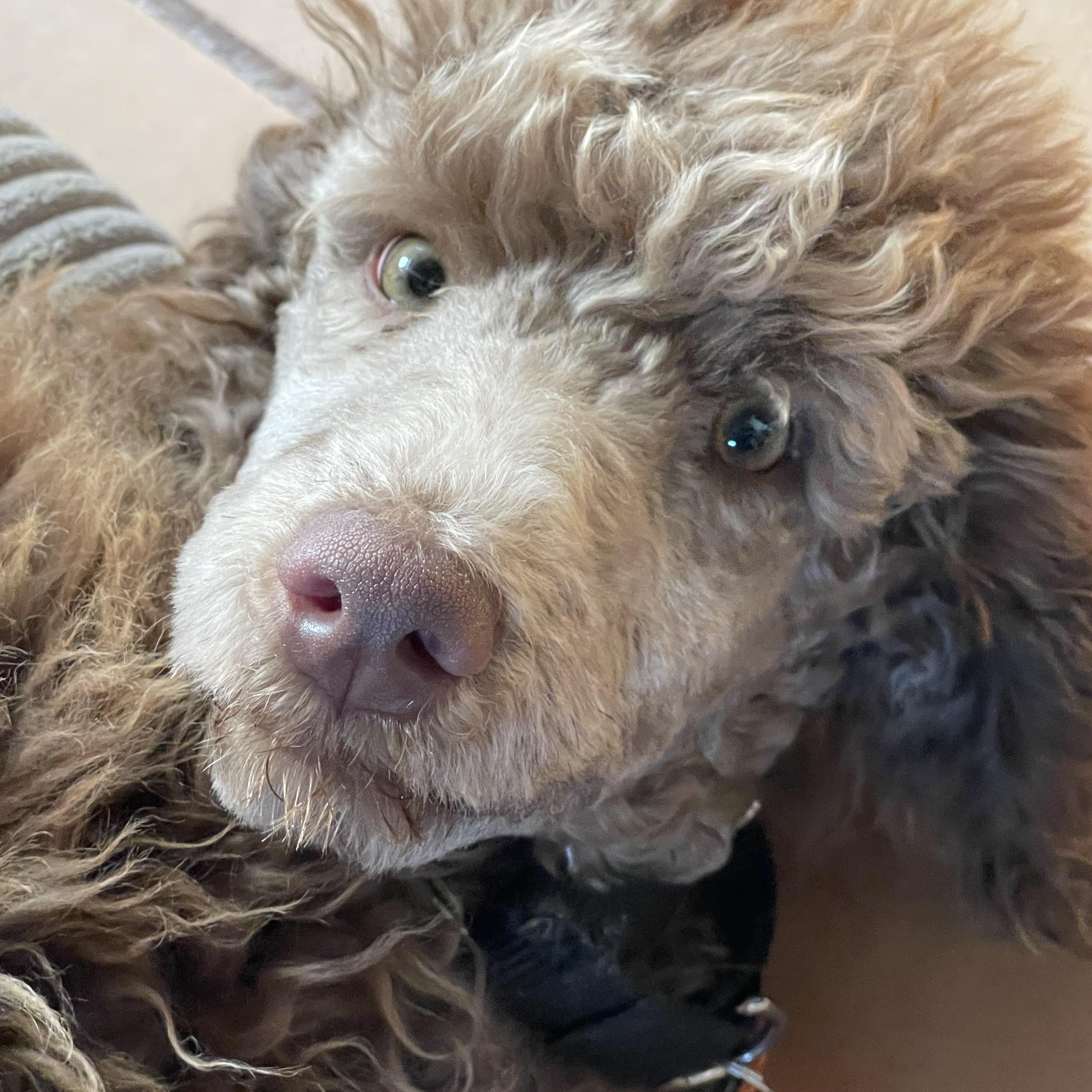 Enlarge Chia, an adopted Standard Poodle in Clarksburg, MD image 2/5