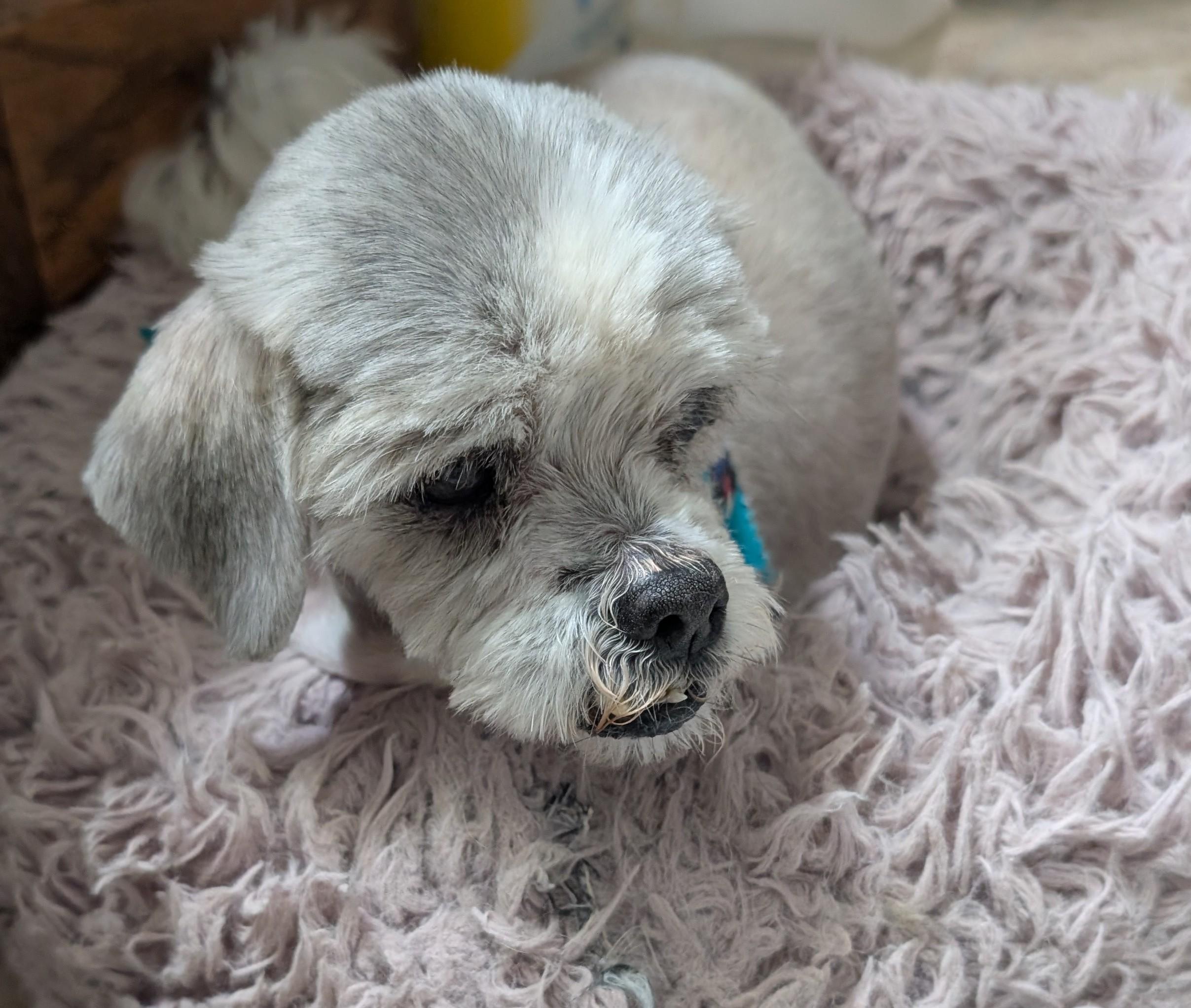 Max, adopted, Senior Male Shih Tzu.
