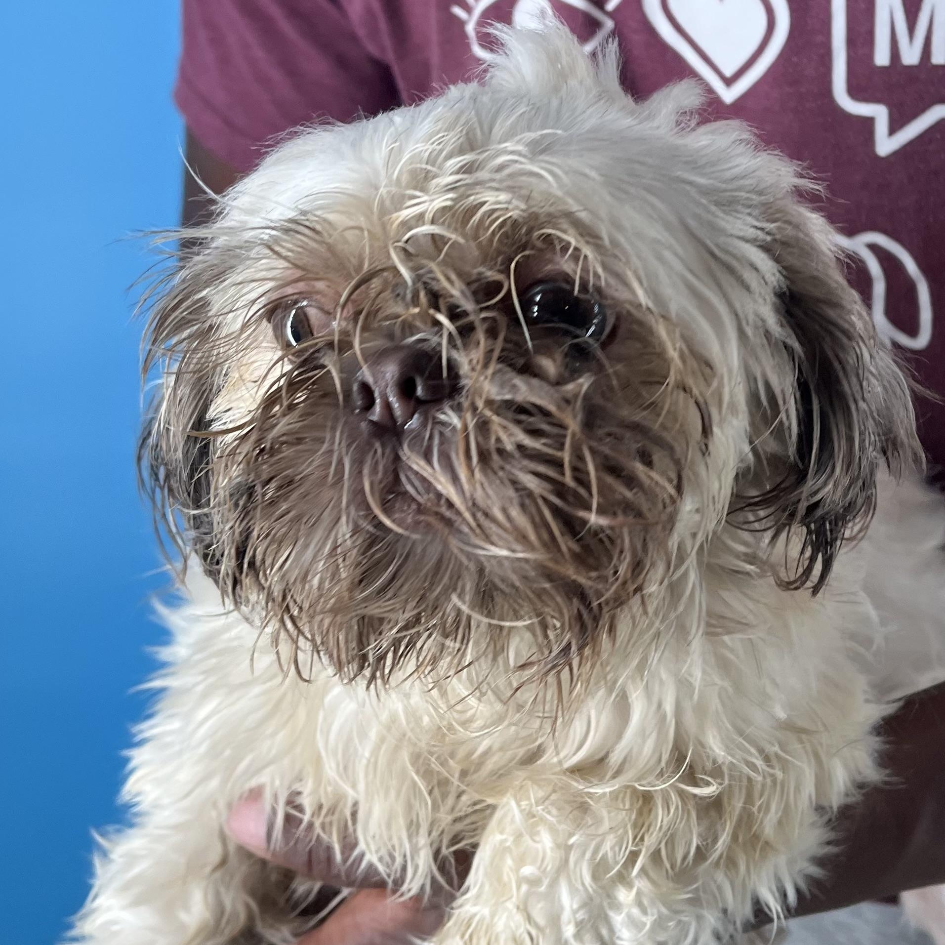 Hazel  Local Dec thumbnail 6