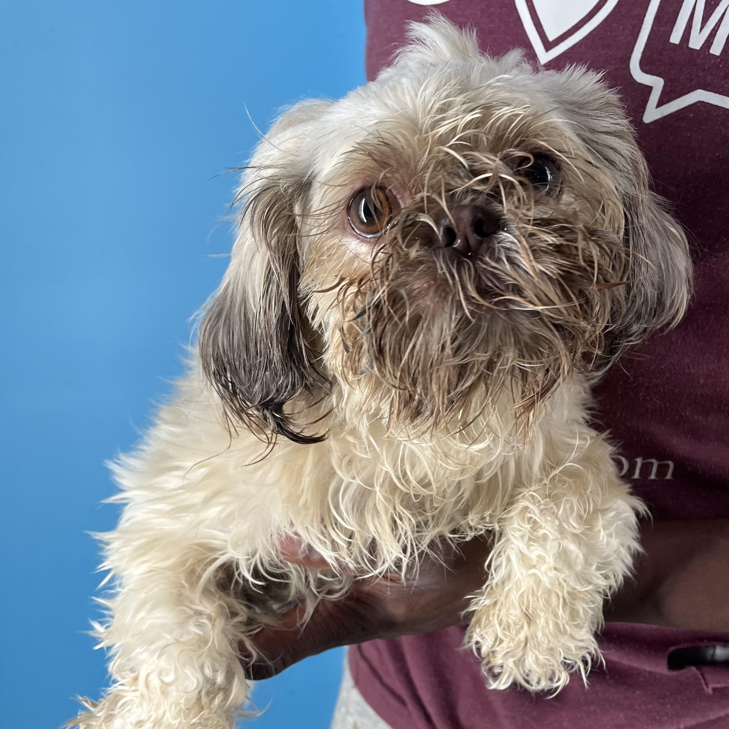 Hazel  Local Dec thumbnail 2