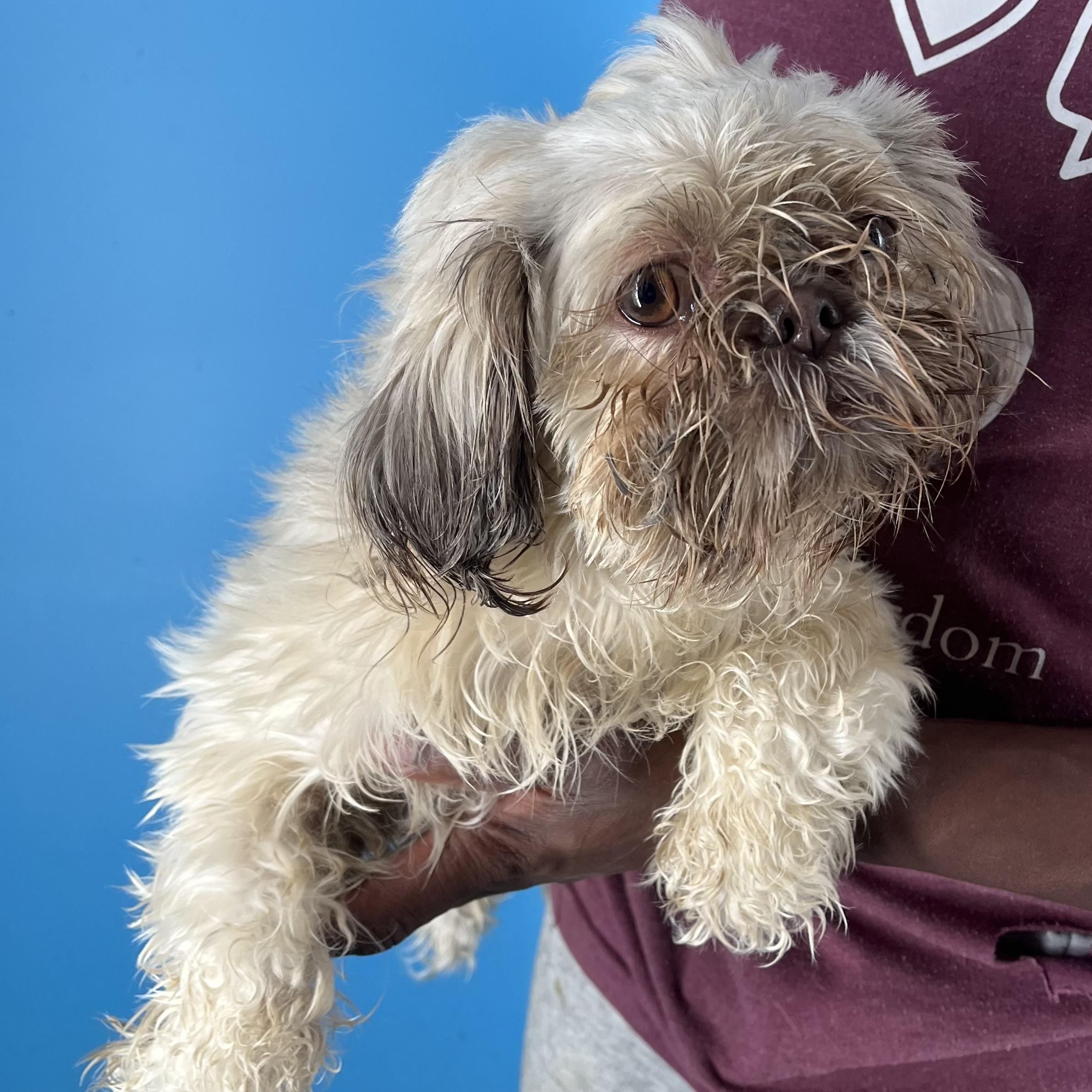 Hazel  Local Dec thumbnail 3