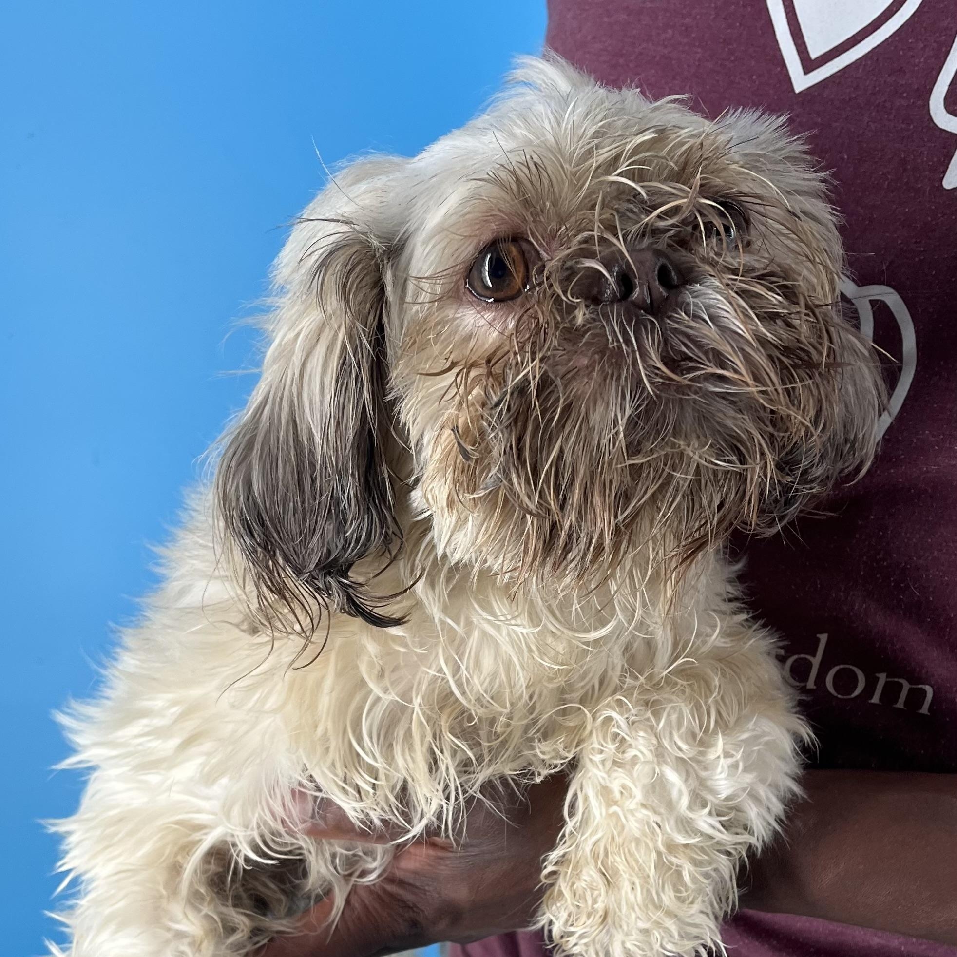 Hazel  Local Dec thumbnail 5