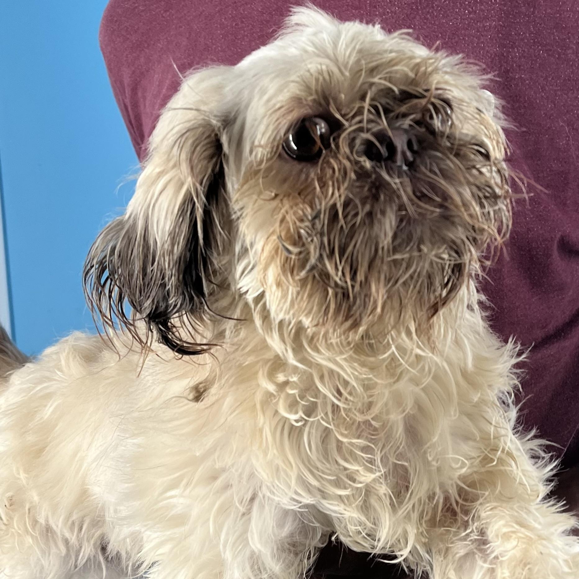 Hazel  Local Dec thumbnail 4