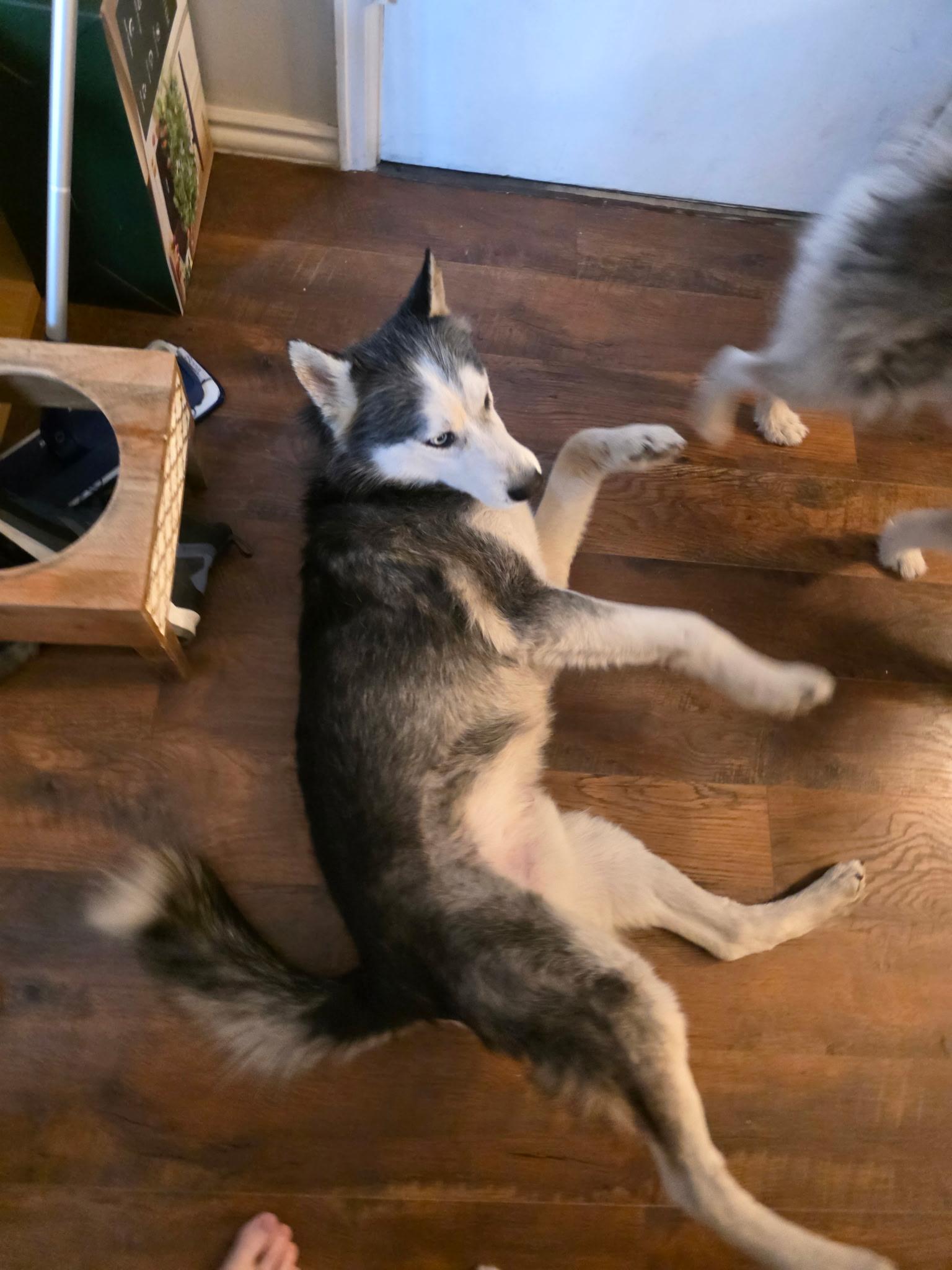 Enlarge Gandalf, a ADOPTABLE mixed breed in Colorado Springs, CO image 3/3